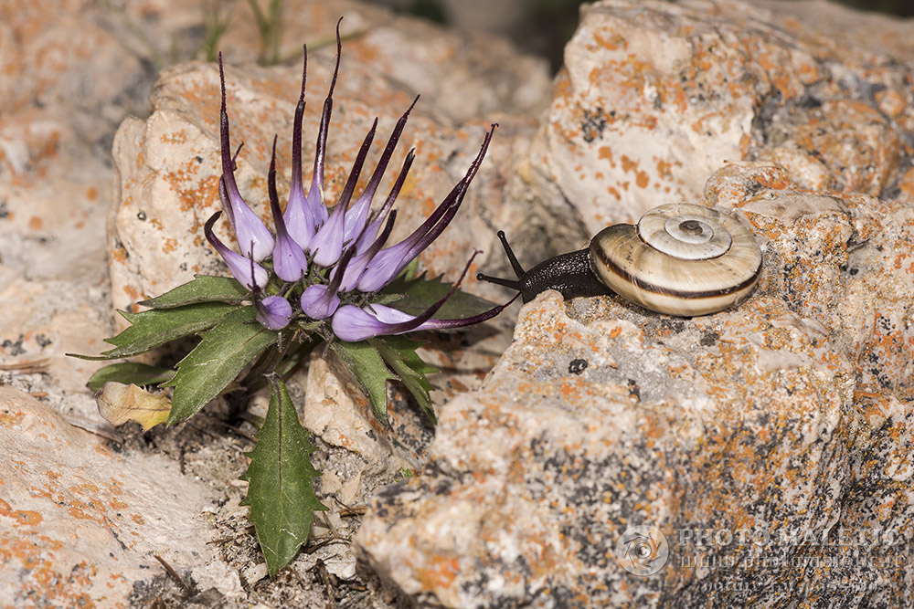 Physoplexis comosa con?